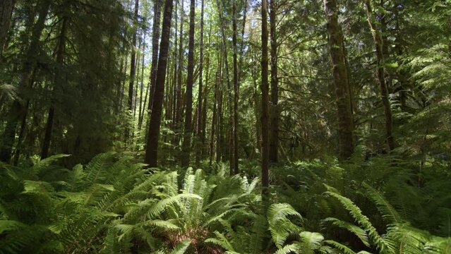 Old-growth tree and rainforest on Vancouver Island Canada, Harris Creek Sitka Spruce Recreation Site