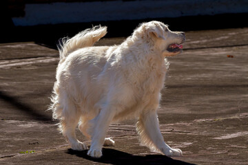 Dog of the golden retriever breed in an attitude of play and race. The dog is light cream colored