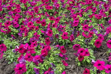 A lot of magenta colored flowers of petunias in mid June