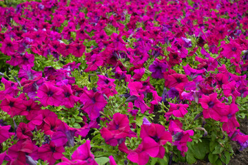 Obraz premium Backdrop - numerous magenta colored flowers of petunias in mid July