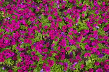Background - numerous magenta colored flowers of petunias in mid July