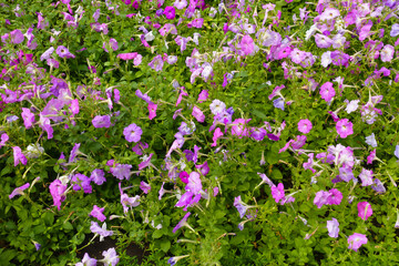 A lot of flowers of petunias in shades of pink in July