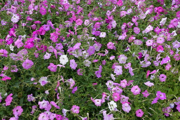Fototapeta premium Backdrop - numerous flowers of petunias in shades of pink in mid August