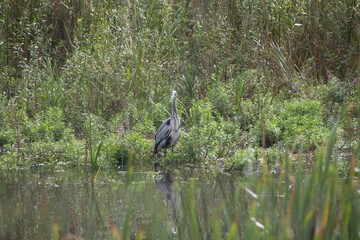 great heron in the swamp