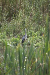 great heron in the swamp