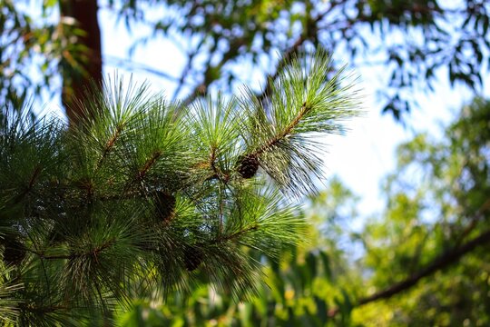 Beautiful Pines trees found in Rio Grande do Sul, Brazil.