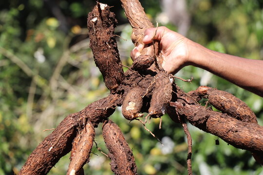 Large cassava roots after harvesting held in hand against natural sunlight on nature background, Dig or Harvest roots of tapioca