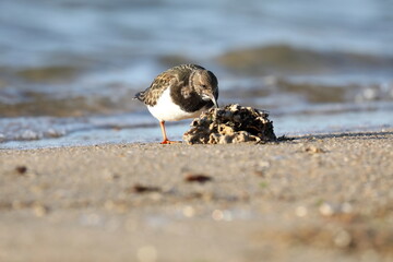 Strandläufer am Sandstrand