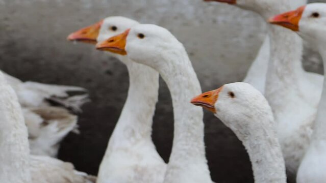 A large flock of white geese cackle and run in the open air. A place for walking poultry on the farm. Video with sound.