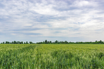 Fototapeta premium Green wheat field in the countryside, rural wheat field
