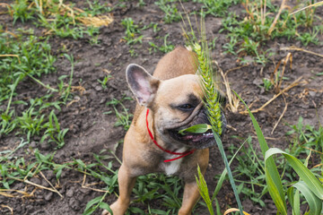Cute french bulldog eats wheat grass in a garden