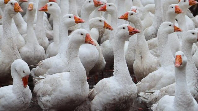 A large flock of white geese cackle and run in the open air. A place for walking poultry on the farm. Video with sound.