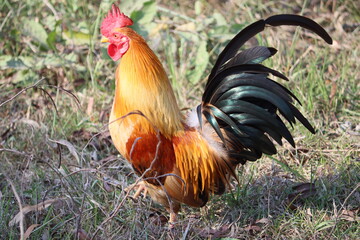 Cambodia. The Ga Tre, or Vietnamese Bantam, originated in the southern portion of Vietnam. 