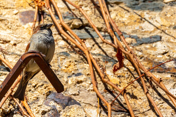 Brown-feathered Sparrow perched in the sun. urban birds. Endangered animals