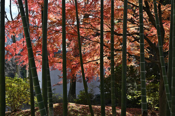 東京の日本庭園の六義園の紅葉と竹林の風景