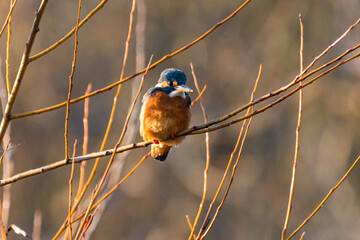 Common Kingfisher perched on a tree branch