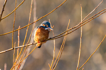 Common Kingfisher perched on a tree branch