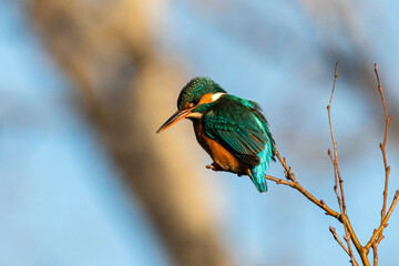 Common Kingfisher perched on a tree branch