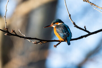 Common Kingfisher perched on a tree branch