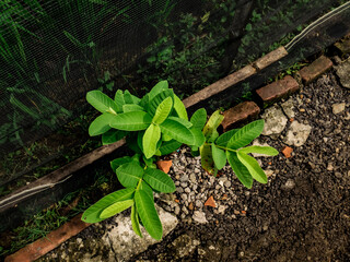 small guava tree that grows wild on the edge of the rice field

