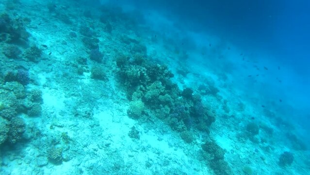 beautiful red sea underwater scene with corals