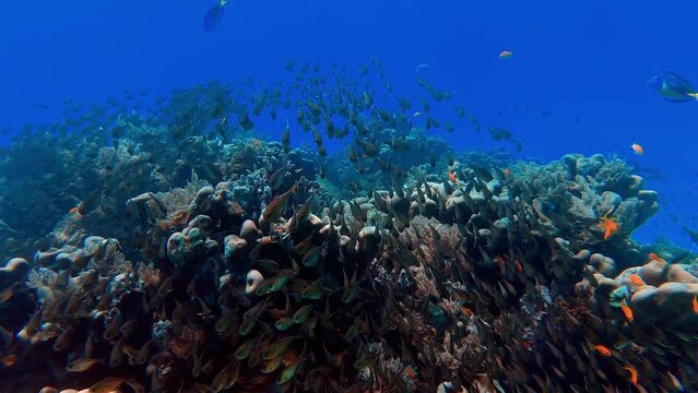 School Of Fish In The Deep Blue Sea