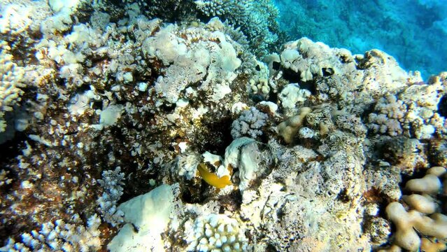underwater scene, corals, fish, sea, ocean