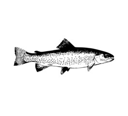 trout. vector simple illustration of a fish