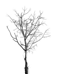Dead and dry tree on white background