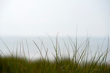 Obraz na płótnie Canvas Dune grass with a minimal blurry sea in the background 