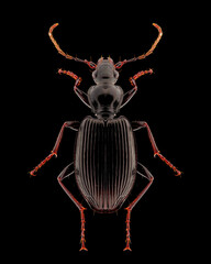Black beetle entomology specimen with spreaded, legs and antennae isolated on pure black background. Studio lighting. Macro photography.
