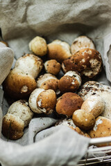 Porcini mushrooms in basket. Freshly harvested edible wild mushrooms in nature in forest close up