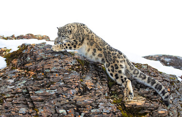 Snow leopard (Panthera uncia) on the prowl on a rocky cliff in winter