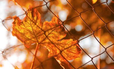 Autumn leaf. Beautiful close up view of a leaf in fall color and amazing texture.