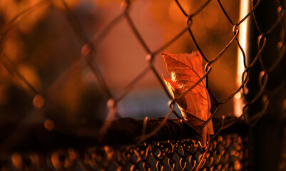 Autumn leaf. Beautiful close up view of a leaf in fall color and amazing texture.