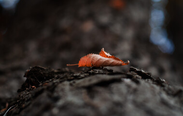 Autumn leaf. Beautiful close up view of a leaf in fall color and amazing texture.