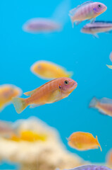 Fototapeta premium Fish inside a home aquarium. Blue water and beautiful color of fish.