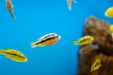 Fototapeta na wymiar Fish inside a home aquarium. Blue water and beautiful color of fish.