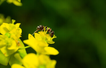 Ant insect photography. Close up macro view of some ants insects.