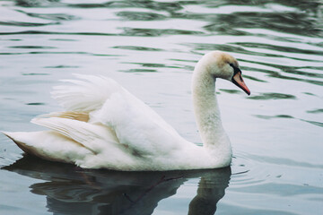 Fototapeta premium Swan