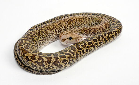 Tigerpython bilder – Bläddra bland 124 stockfoton, vektorer och videor ...