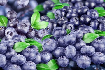 Demonstrating color of 2022 year very peri. Beautiful blueberries background with green leaf.