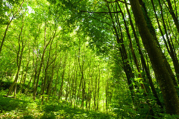 Plakat green forest in the morning