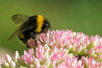Gartenhummel saugt Nektar auf der Fetthenne