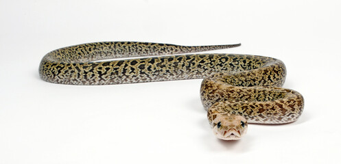 Dunkler Tigerpython // Burmese python, Indian rock python (Python bivittatus) - colour morph 