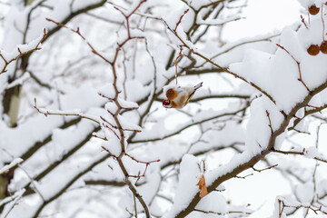 A small fluffy bird sits on a snow-covered branch in the forest in winter