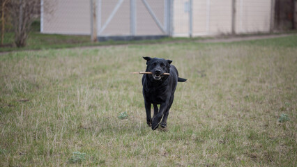 dog playing with a stick
