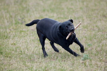 dog playing with a stick
