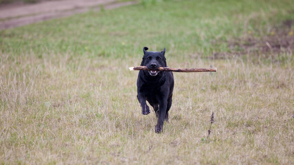dog playing with a stick
