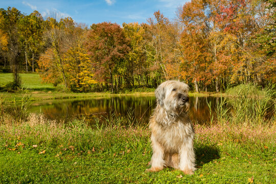 Sapsali-Korean Sheepdog enjoying the day at Patriot's Park in Sherman Connecticut.